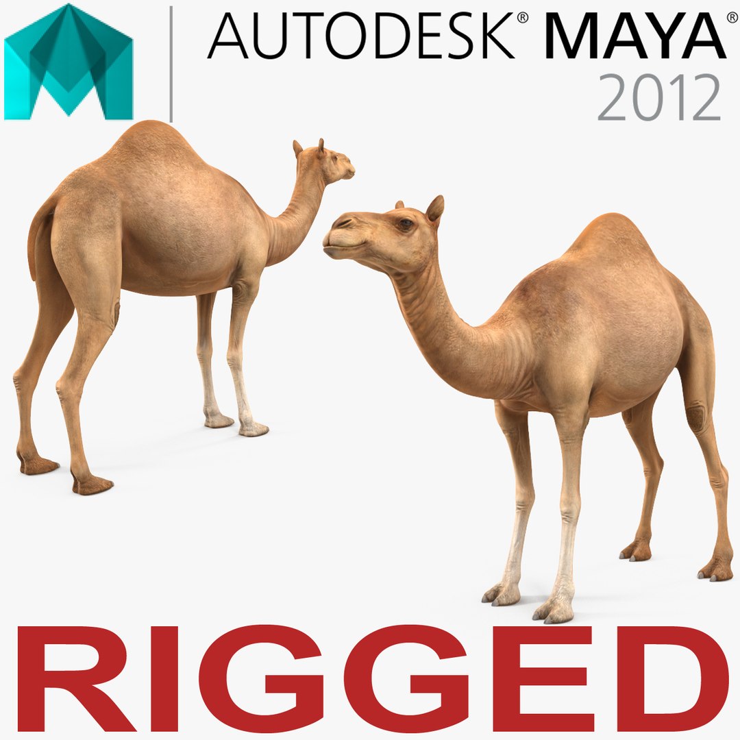 Camel Rigged for Maya 3D model preview