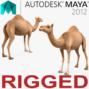 Camel Rigged for Maya