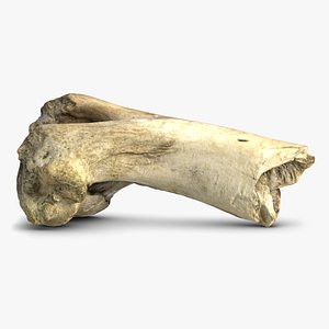 3ds max bull femur bone broken