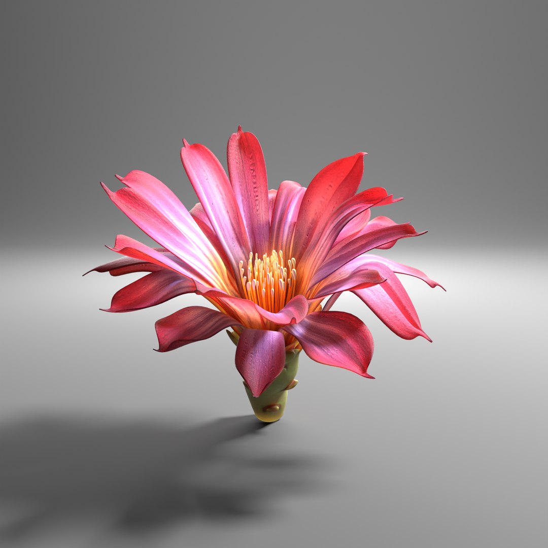 3D blooming cactus model https://p.turbosquid.com/ts-thumb/CN/z4D8lV/CW/070221_3/png/1613083414/1920x1080/fit_q87/b759353c7f84b85eb4385e3d48ac219ec0257ef2/070221_3.jpg