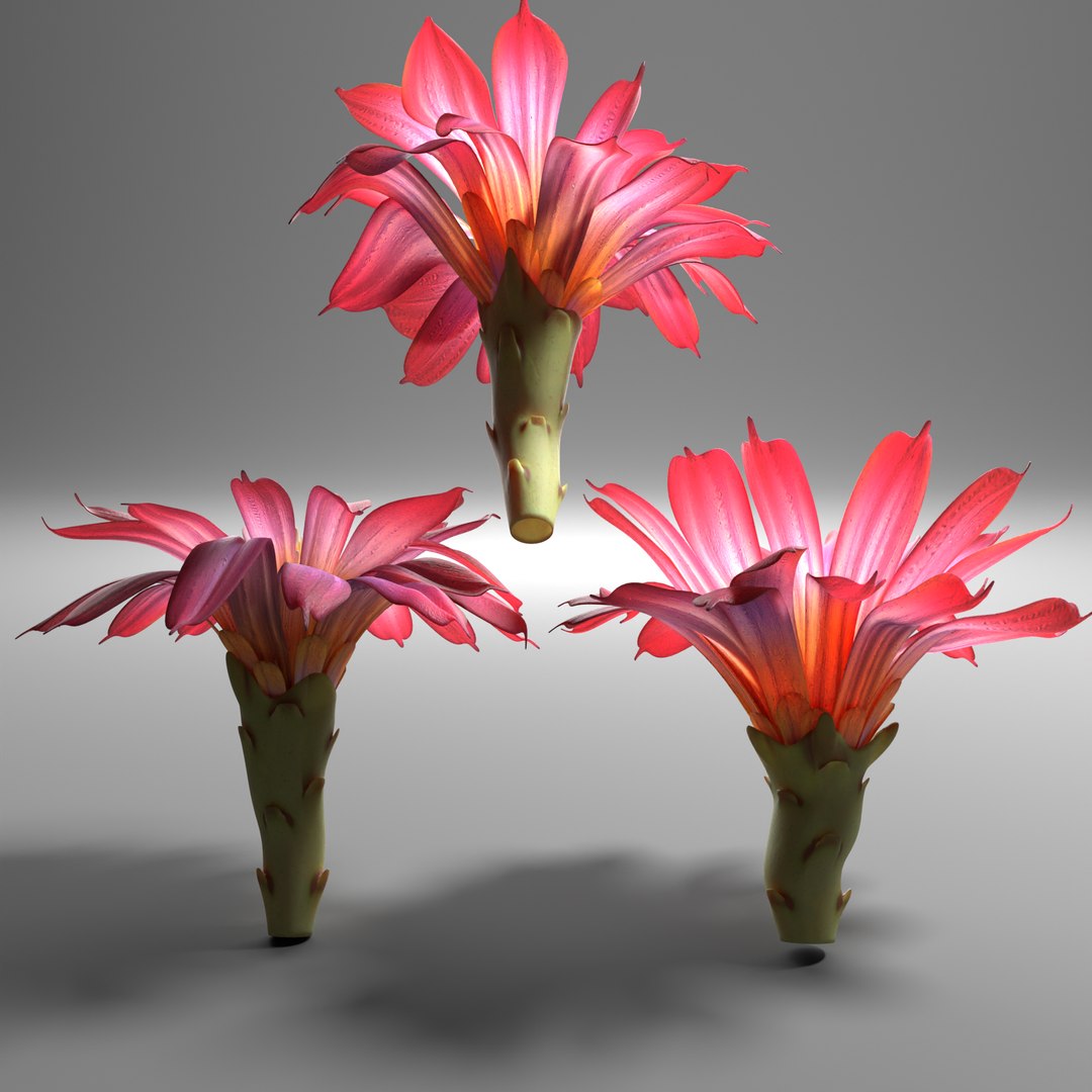 3D blooming cactus model https://p.turbosquid.com/ts-thumb/CN/z4D8lV/tI/070221_2/png/1613083412/1920x1080/fit_q87/030c389bef394f8f7564347ded25ddccefe6bb64/070221_2.jpg