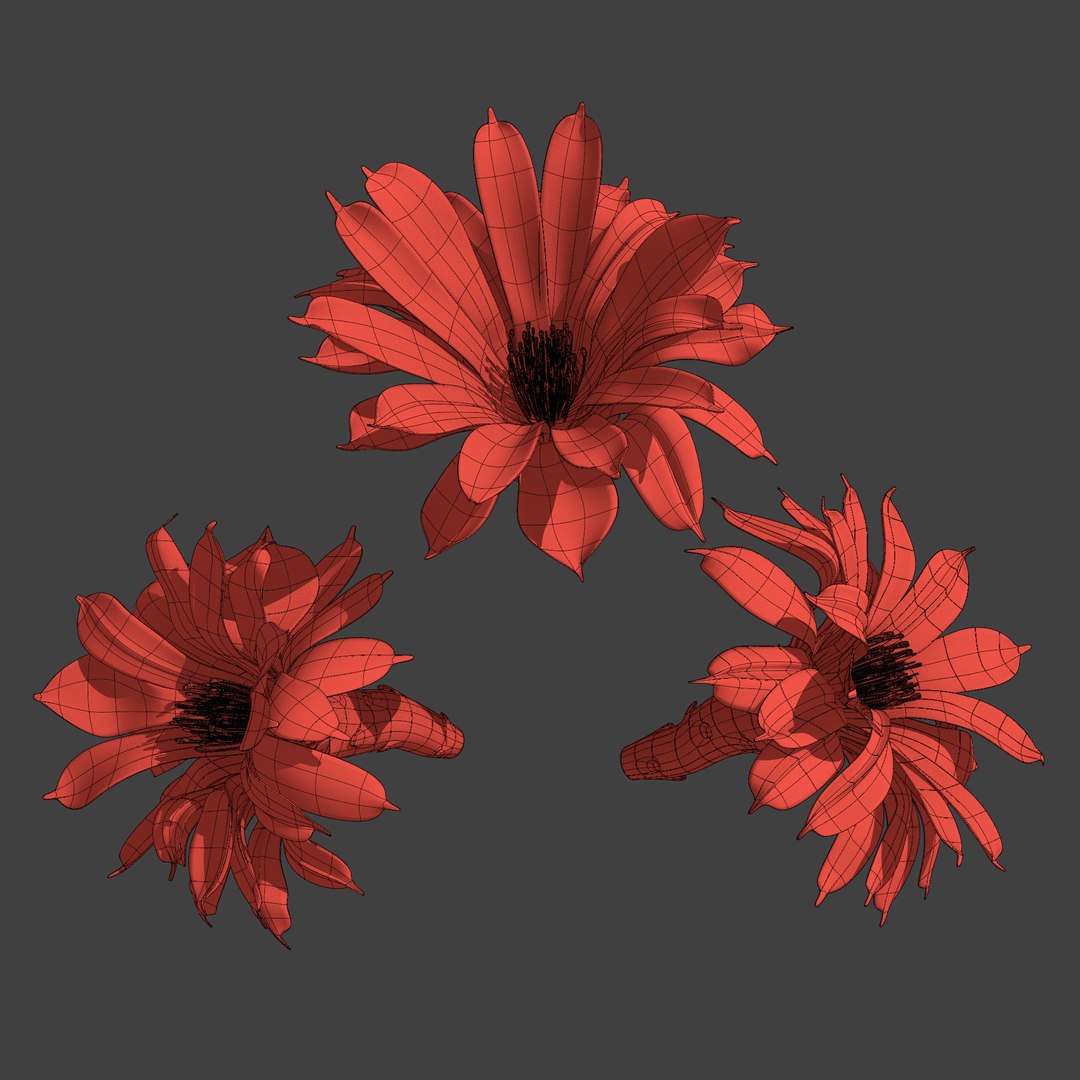 3D blooming cactus model https://p.turbosquid.com/ts-thumb/CN/z4D8lV/uy/070221_7/png/1613083407/1920x1080/fit_q87/3131076323422fbca49d9849807d028ff613fcf4/070221_7.jpg