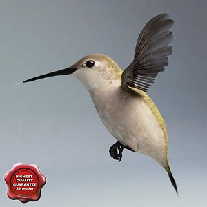 hummingbird pose1 3d model