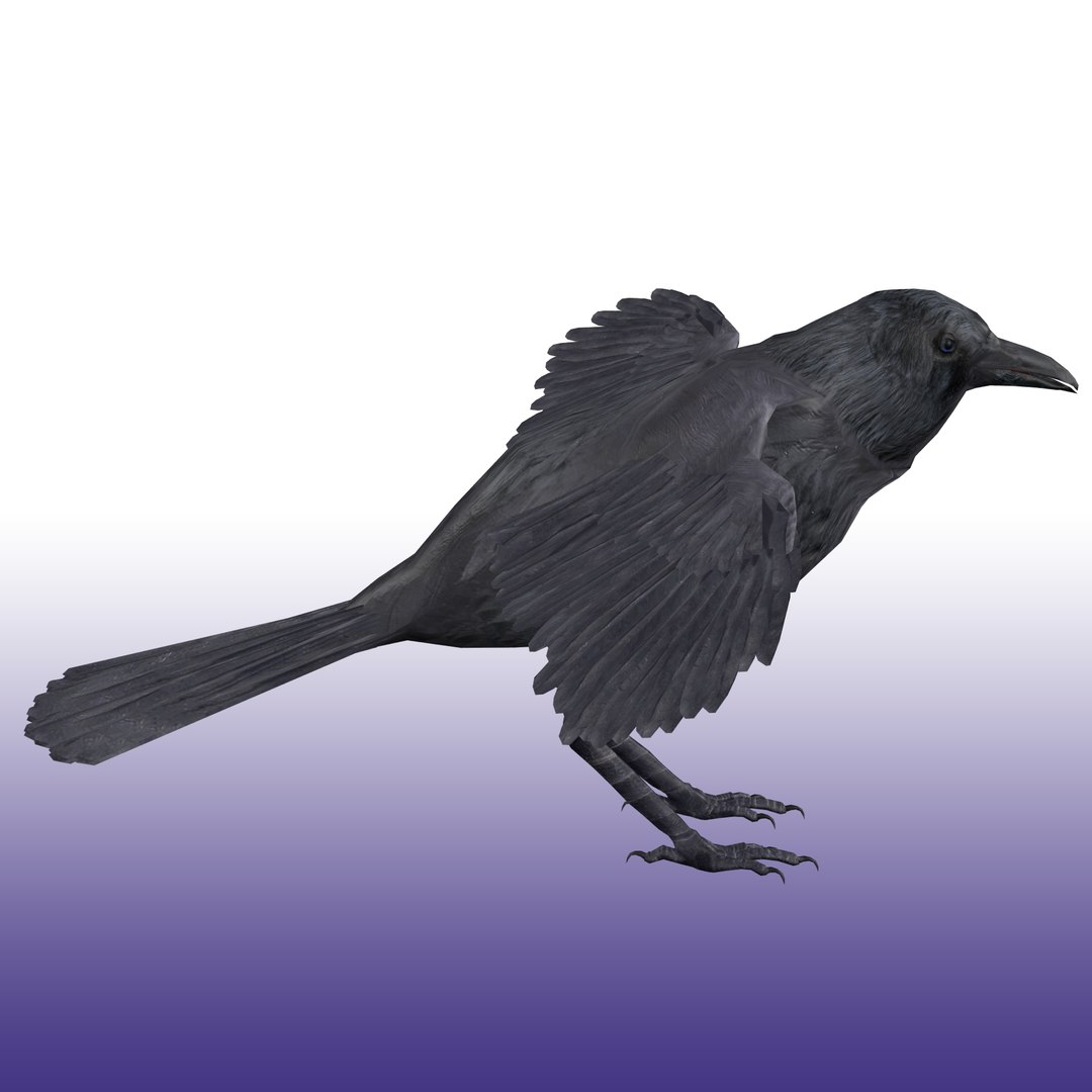 Crow Rigged 3D https://p.turbosquid.com/ts-thumb/CO/9jazWf/Ad/render_snap_6/png/1652879007/1920x1080/fit_q87/359868c8407ddd340257174d55aae7ec1d1e4070/render_snap_6.jpg