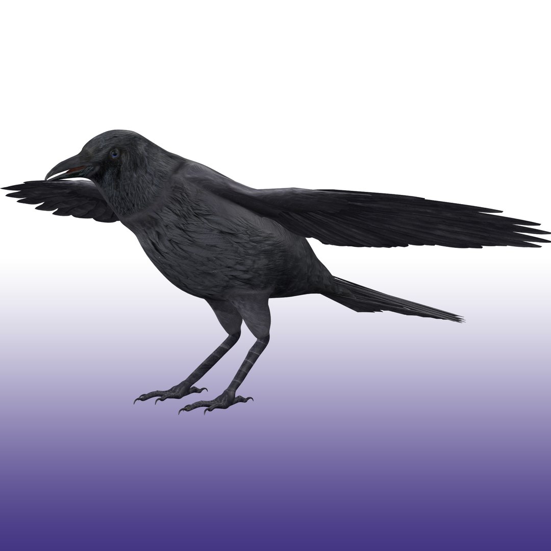Crow Rigged 3D https://p.turbosquid.com/ts-thumb/CO/9jazWf/C9/render_snap_2/png/1652879002/1920x1080/fit_q87/a55984bf1b89284662f196dffa7025bb1f6b6c91/render_snap_2.jpg