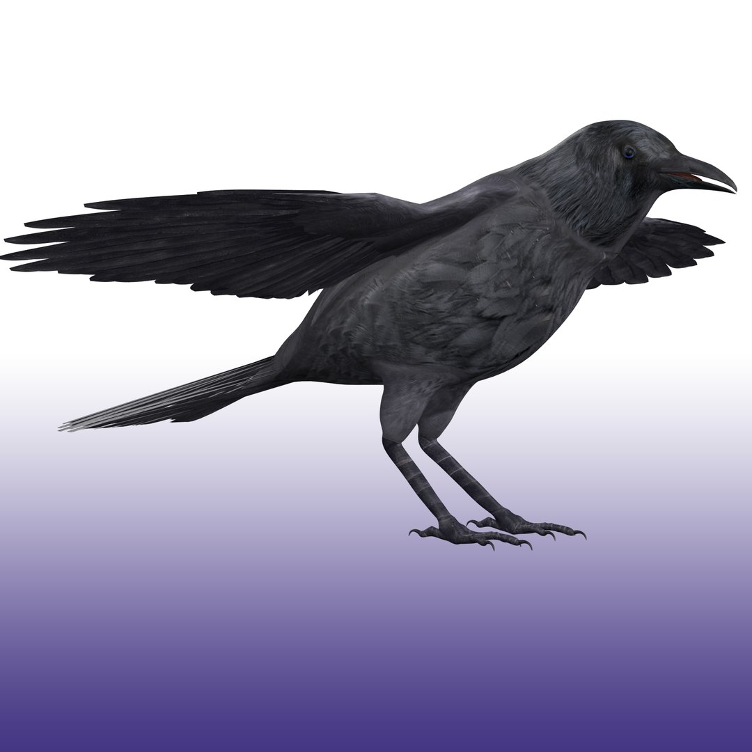 Crow Rigged 3D https://p.turbosquid.com/ts-thumb/CO/9jazWf/CJ/render_snap_4/png/1652878993/1920x1080/fit_q87/bf99bb1548ec4589d98e13fcf2f31ff9b3aaf6a4/render_snap_4.jpg