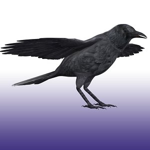 Crow Rigged 3D