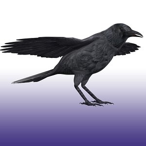 Crow Rigged