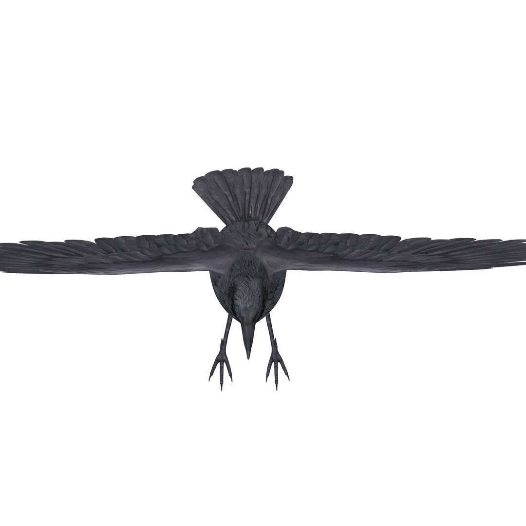 Crow Rigged 3D https://p.turbosquid.com/ts-thumb/CO/9jazWf/Z6/render_snap_7/png/1652879000/1920x1080/fit_q87/94285614e242698e4704578635b51b6d7338e688/render_snap_7.jpg