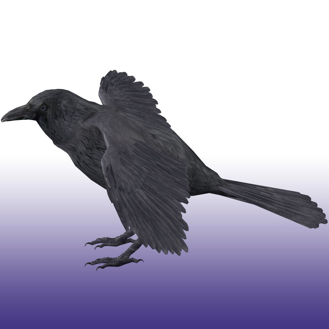 Crow Rigged 3D - TurboSquid 1899454
