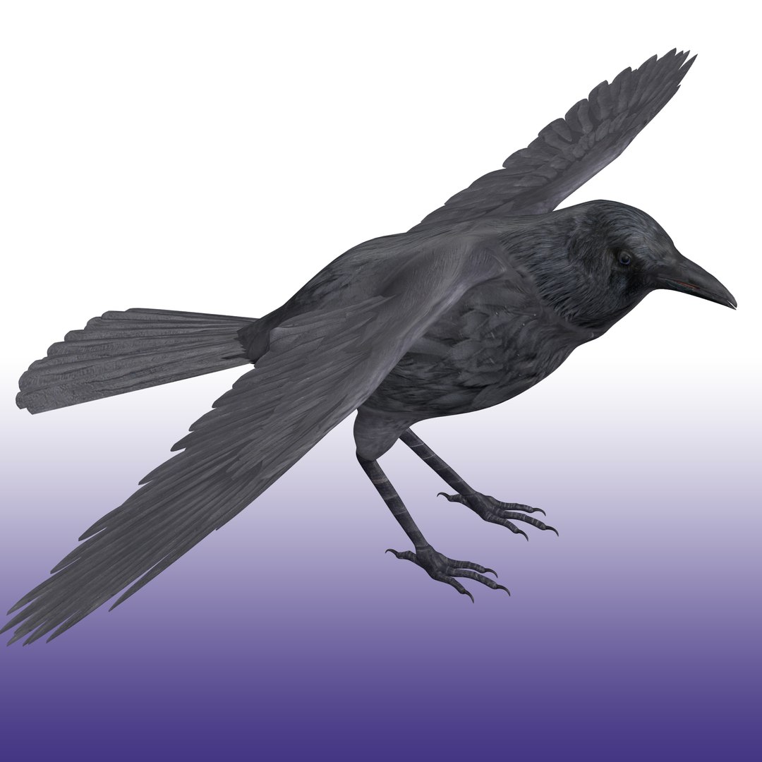 Crow Rigged 3D https://p.turbosquid.com/ts-thumb/CO/9jazWf/uS/render_snap_3/png/1652878996/1920x1080/fit_q87/ae186a7854313d5e3b25fcf3a3ac7841380cb3c4/render_snap_3.jpg