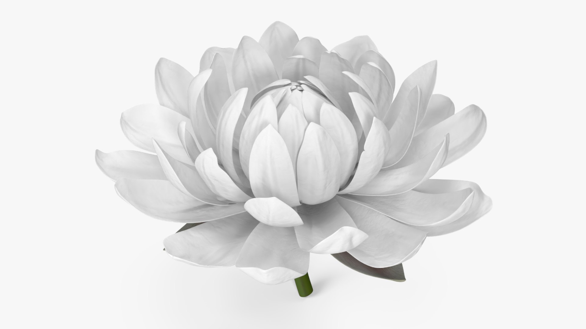 3D Floral Plants Collection 2 model https://p.turbosquid.com/ts-thumb/CO/E4KUnr/Zp/flowervictoriaamazonicamb3dmodel002/jpg/1710416708/1920x1080/fit_q87/794b306610c7ed91914a60b99823e2cc7b2b3d78/flowervictoriaamazonicamb3dmodel002.jpg