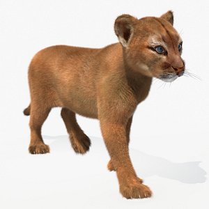 Puma Cub with Fur Rigged