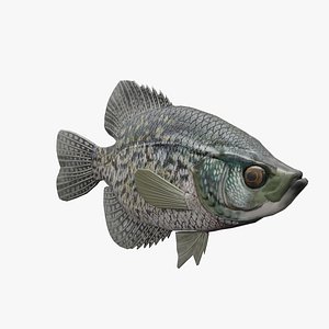 Fish Crappie