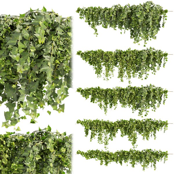 3D Collection plant vol 437 - Hedera - leaf - fitowall - ivy model ...