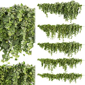 Collection plant vol 437 - Hedera - leaf - fitowall - ivy