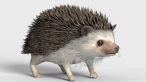 Realistic Hedgehog 3D Model low poly Rigged Low-poly 3D model model