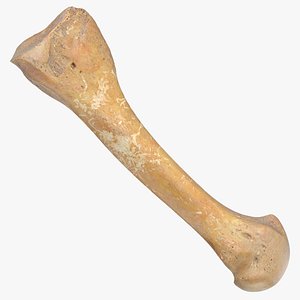 metatarsal bone 01 3D model