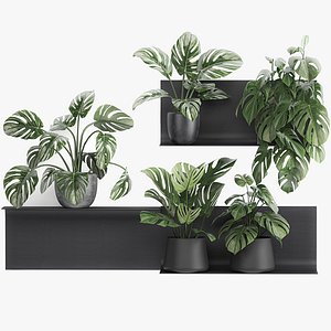 Decorative shelf with flowers monstera in pots 71 3D model