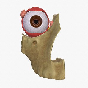 Realistic Human Eye  GameReady Medical Asset 3D model