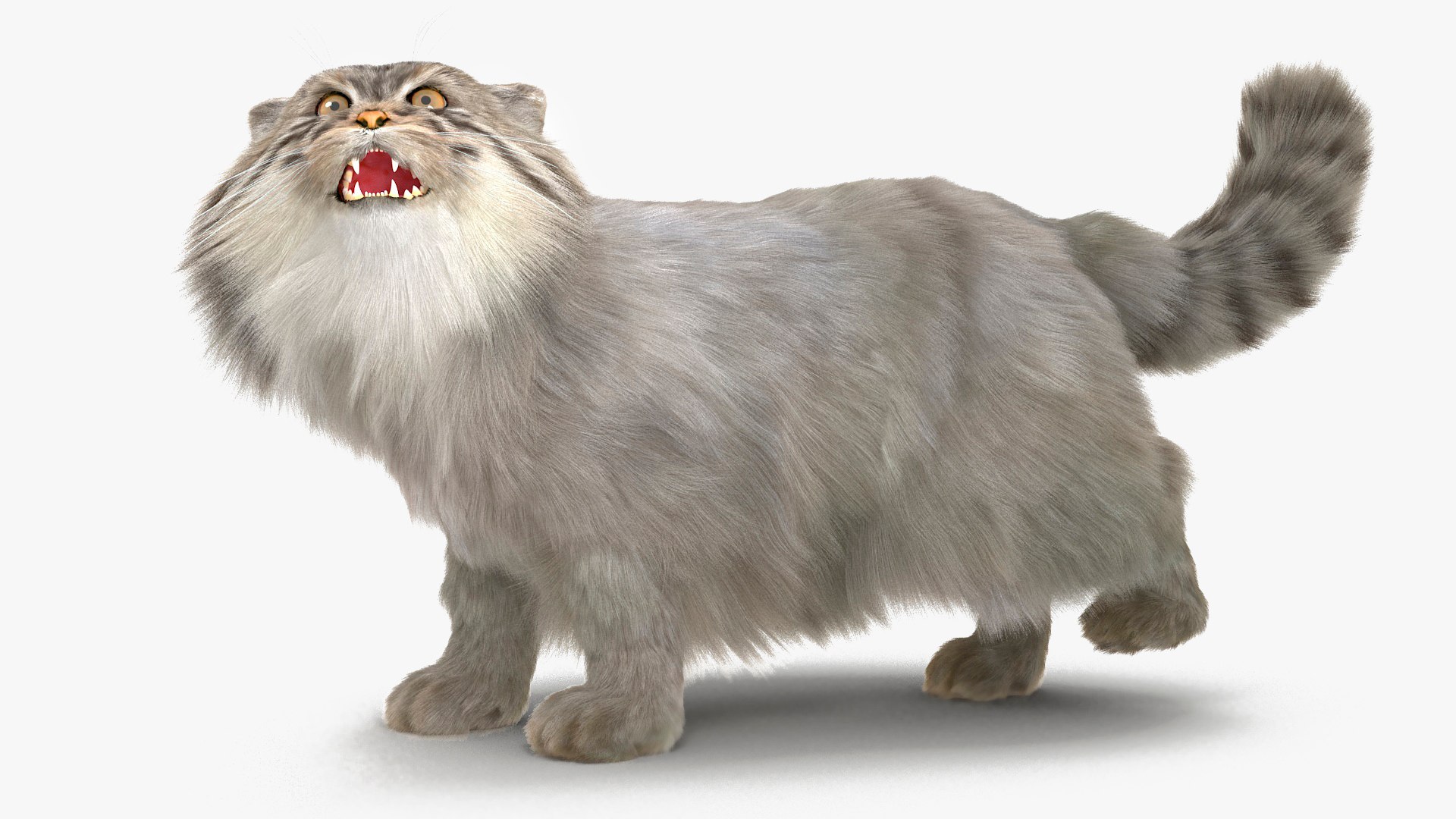 Pallas Cat with Fur Animated Rigged 3D model preview