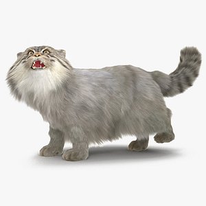 Pallas Cat with Fur Animated Rigged