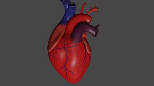 Anatomical model of the human heart