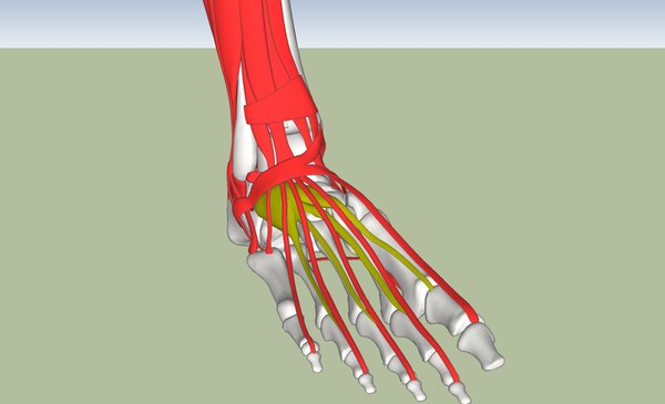 3d model human foot