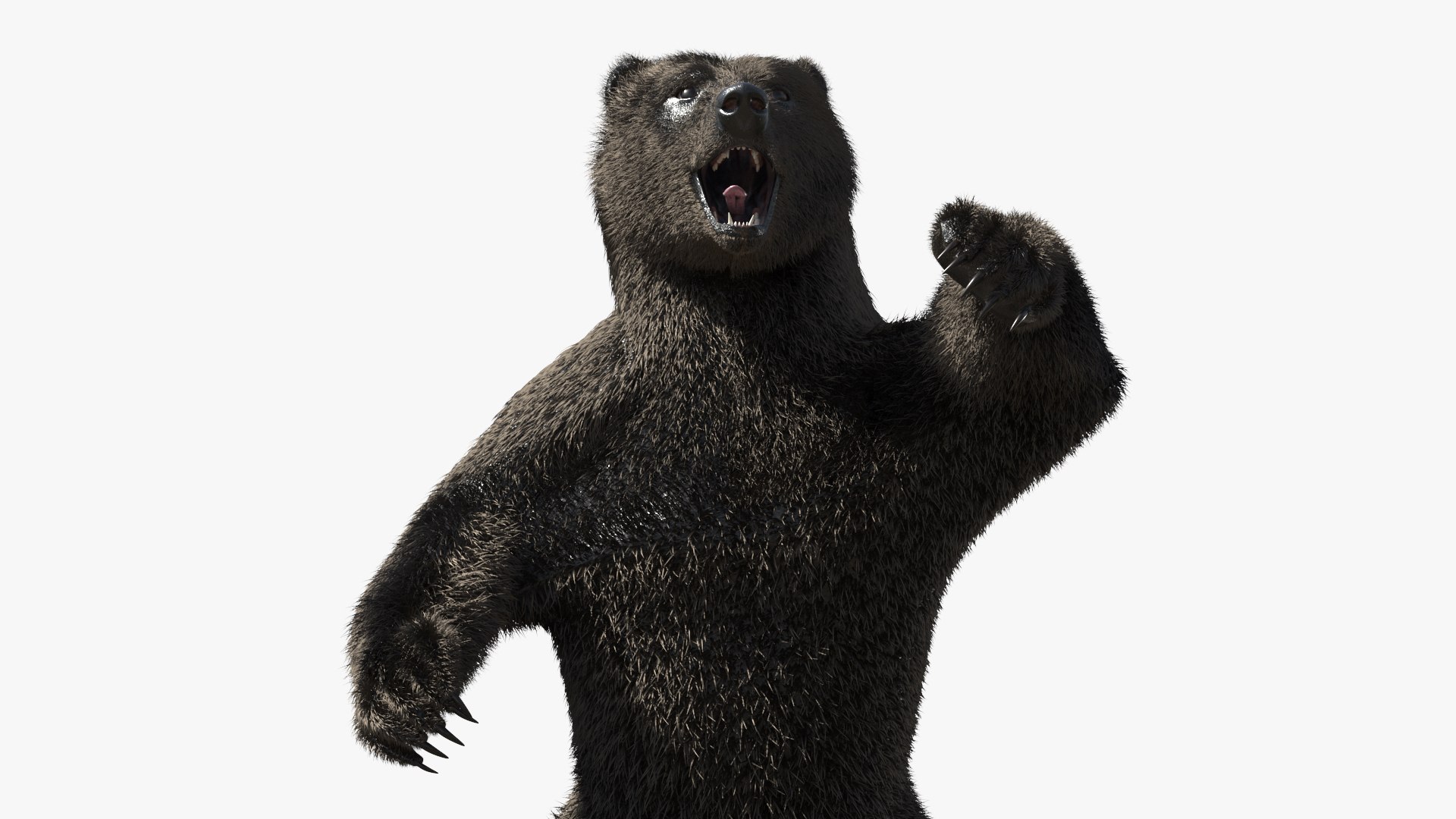 Attacking Brown Bear Fur 3D model preview