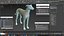 Adult Racing Greyhound Male Fawn Fur