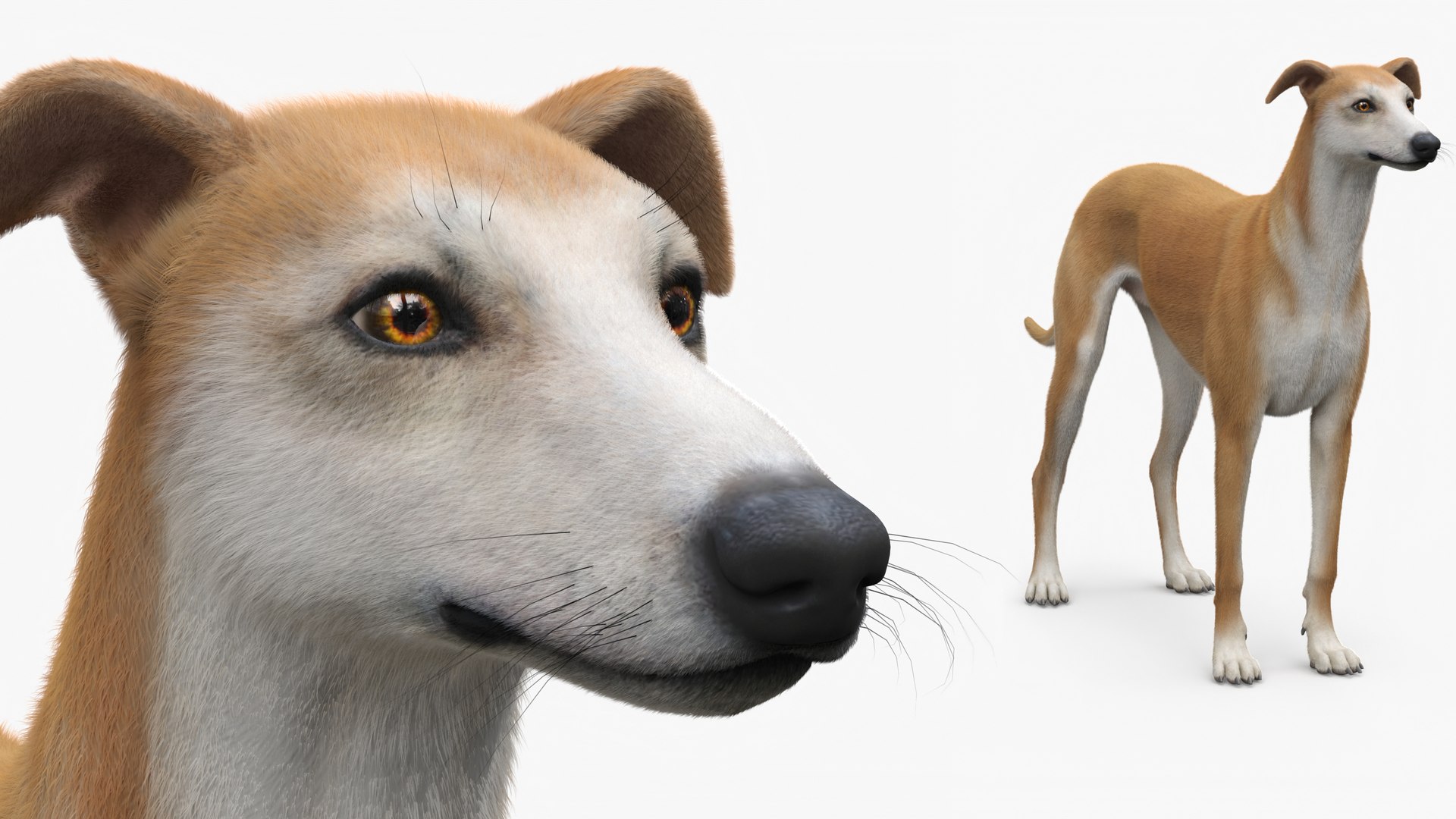 3D Adult Racing Greyhound Male Fawn Fur https://p.turbosquid.com/ts-thumb/CP/F3WJcV/nP/adult_racing_greyhound_male_fawn_fur_005/jpg/1760737335/1920x1080/fit_q87/b547fbead26416190e05cbda20b6ec48fd014db2/adult_racing_greyhound_male_fawn_fur_005.jpg