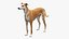 Adult Racing Greyhound Male Fawn Fur