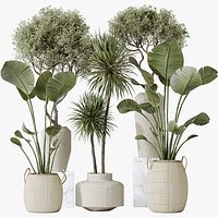 AV Indoor plants set 172 Mission Arbequina Olive and Ravenala Banana Strelitzia and Spineless Yucca