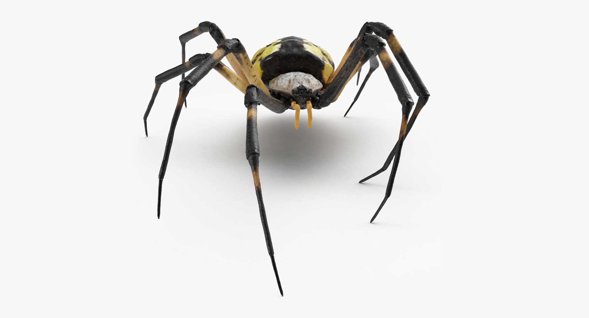 McKinley Spider 3D model preview