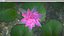 water lily