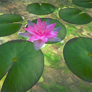 water lily