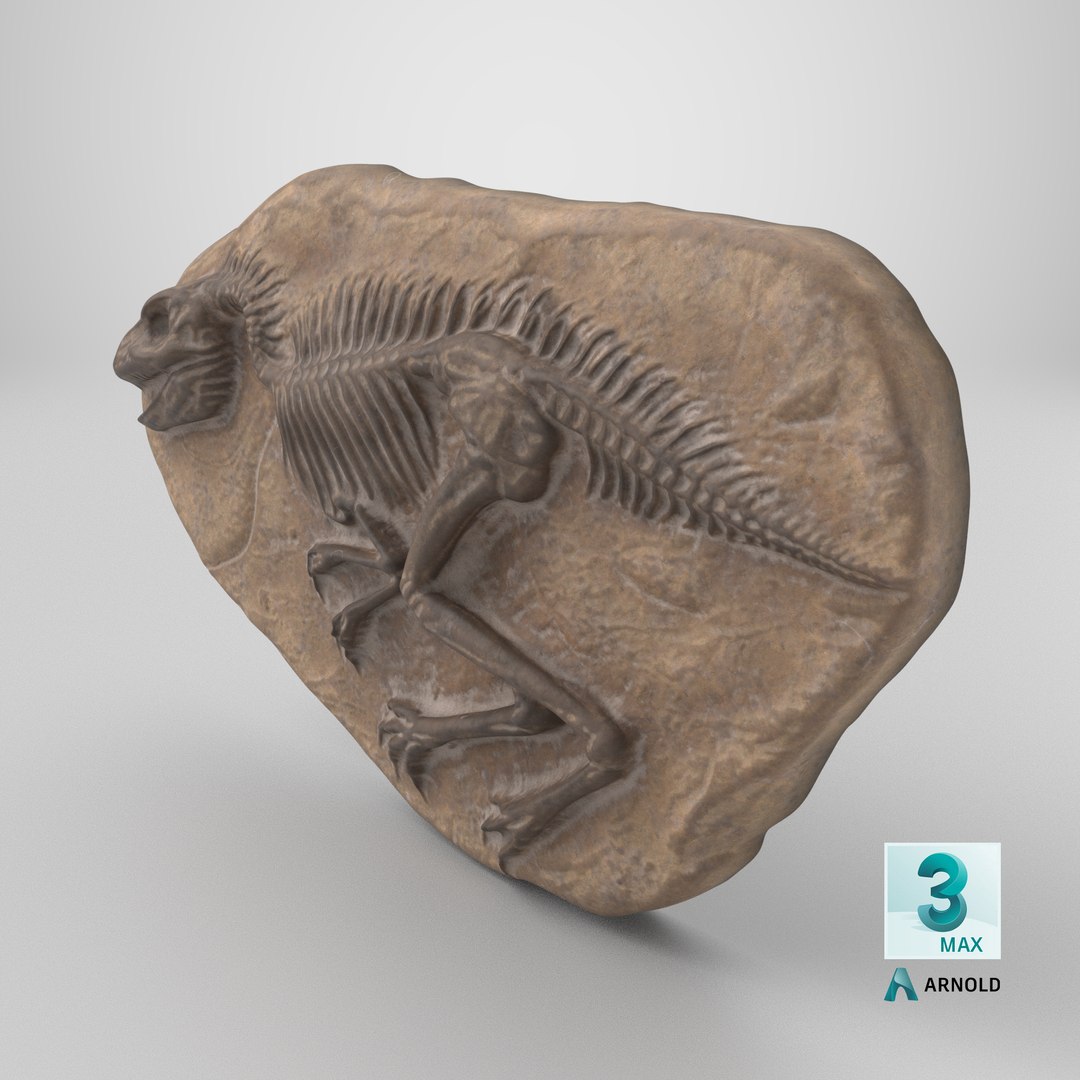 3D model Dinosaur Fossil 009 Textured https://p.turbosquid.com/ts-thumb/CP/YxrMQO/O6/stemcell_max_arnold_render/png/1730299319/1920x1080/fit_q87/25946fc4506d9b5d524a683522ab987d65605242/stemcell_max_arnold_render.jpg
