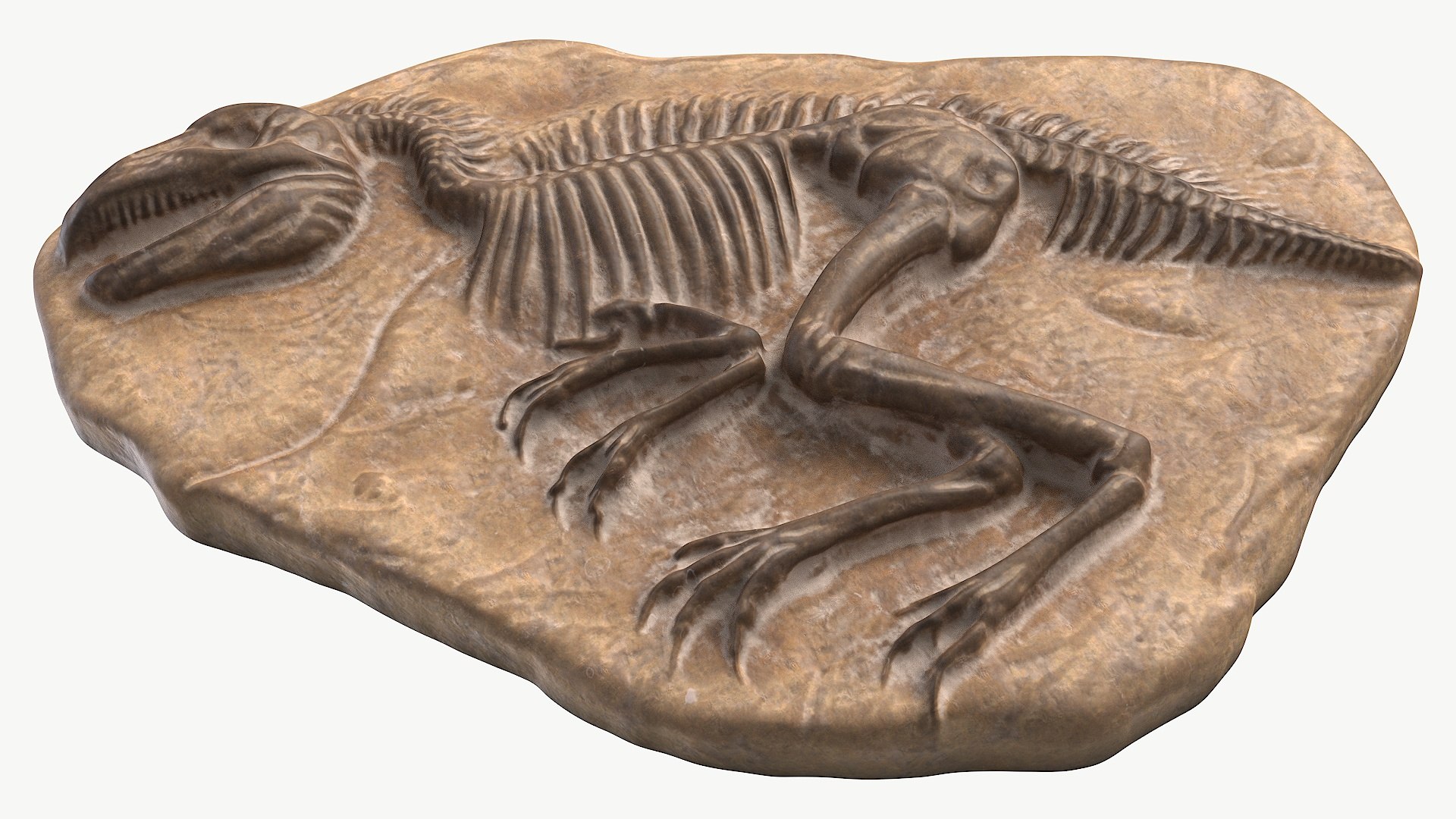 3D model Dinosaur Fossil 009 Textured https://p.turbosquid.com/ts-thumb/CP/YxrMQO/iH/1_dinosaurfossil009textured_camera_5/jpg/1730274552/1920x1080/fit_q87/82364b56e8fb15d4cc5ab8caeaa49269c553d5f3/1_dinosaurfossil009textured_camera_5.jpg