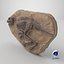Fossile de dinosaure 009 texturé