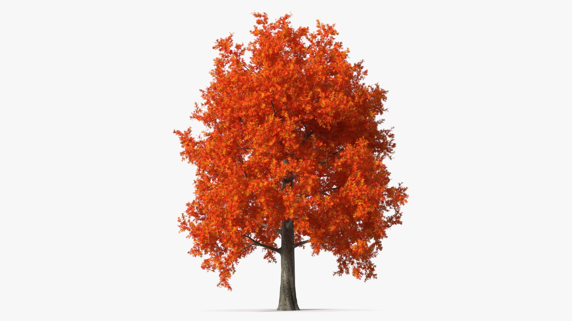 Autumn Oak Tree 3D model for industrial visualization, technical presentation, simulation, product rendering, and animation