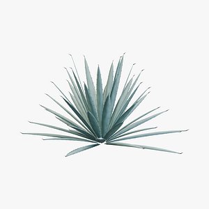 Desert Agave Toothed Leaf Rosette
