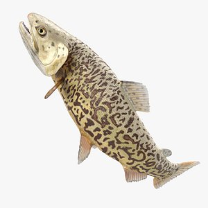 3D Tiger Trout Fish Rigged model