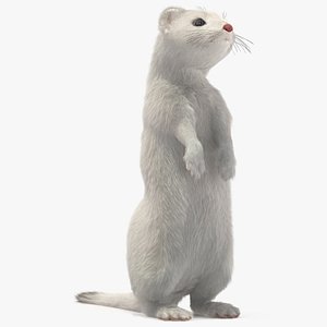 3D Standing White Ermine Fur