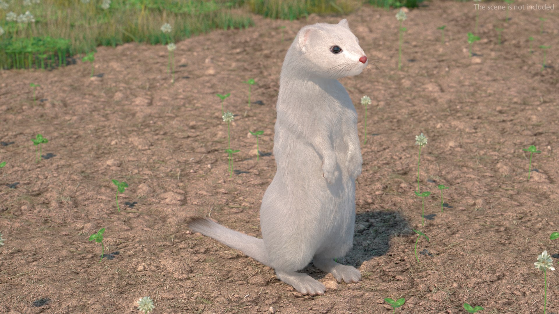 3D Standing White Ermine Fur https://p.turbosquid.com/ts-thumb/CQ/F0bMmc/5z/standingwhiteerminefur3dmodel003/jpg/1711106958/1920x1080/fit_q87/b9ae199791eeb42c59f9ed5b4b1c580460f8ca15/standingwhiteerminefur3dmodel003.jpg