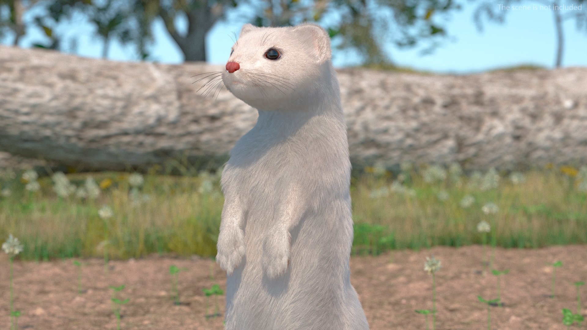 3D Standing White Ermine Fur https://p.turbosquid.com/ts-thumb/CQ/F0bMmc/Em/standingwhiteerminefur3dmodel005/jpg/1711106972/1920x1080/fit_q87/69edd6100535677d1948a3879eae94dae354a476/standingwhiteerminefur3dmodel005.jpg