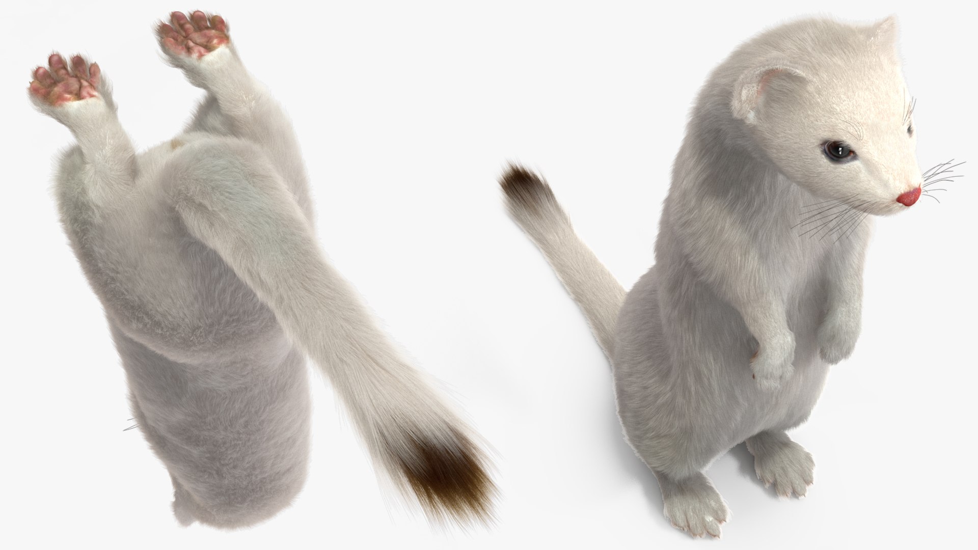 3D Standing White Ermine Fur https://p.turbosquid.com/ts-thumb/CQ/F0bMmc/UJ/standingwhiteerminefur3dmodel008/jpg/1711106987/1920x1080/fit_q87/5f9ab4bb5370ac33463de7bfabf8fe2cc47c8308/standingwhiteerminefur3dmodel008.jpg