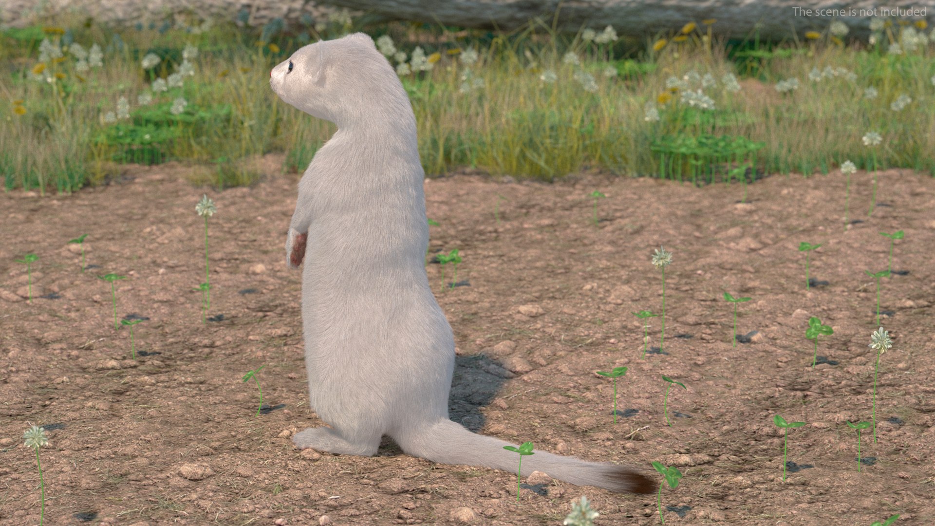 3D Standing White Ermine Fur https://p.turbosquid.com/ts-thumb/CQ/F0bMmc/kp/standingwhiteerminefur3dmodel004/jpg/1711106965/1920x1080/fit_q87/c3793b75bcd41e0d7f7ad7c2ea0d376ea2f01d5e/standingwhiteerminefur3dmodel004.jpg