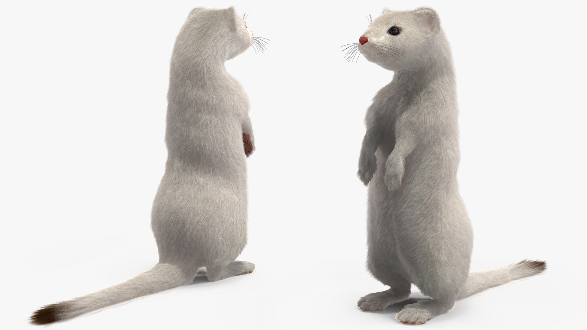 3D Standing White Ermine Fur https://p.turbosquid.com/ts-thumb/CQ/F0bMmc/oS/standingwhiteerminefur3dmodel007/jpg/1711106983/1920x1080/fit_q87/44dcea7ca4e96cc9619a3291f384c1d94a84aa30/standingwhiteerminefur3dmodel007.jpg