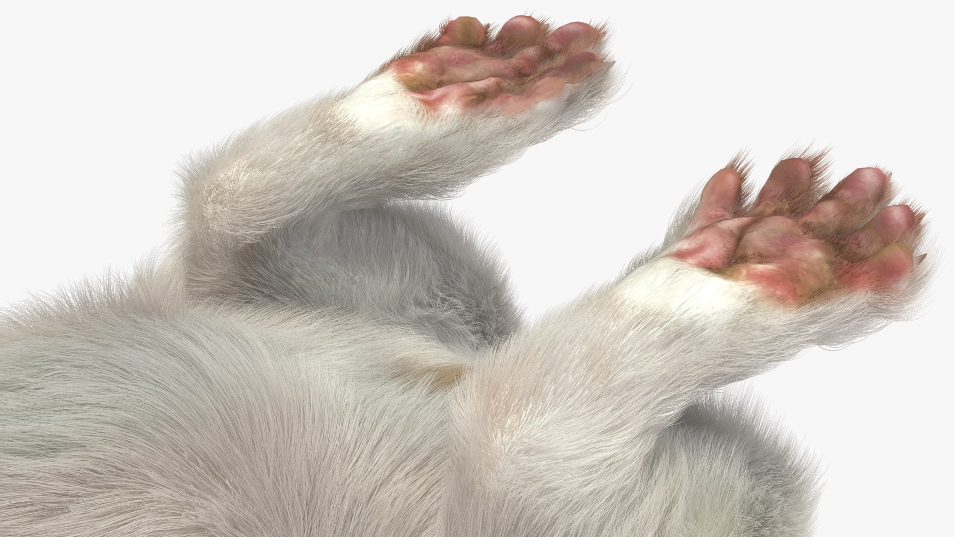 3D Standing White Ermine Fur https://p.turbosquid.com/ts-thumb/CQ/F0bMmc/sM/standingwhiteerminefur3dmodel009/jpg/1711106991/1920x1080/fit_q87/2f9a7e192181898ad29f46912c182eaf4ea67d2f/standingwhiteerminefur3dmodel009.jpg