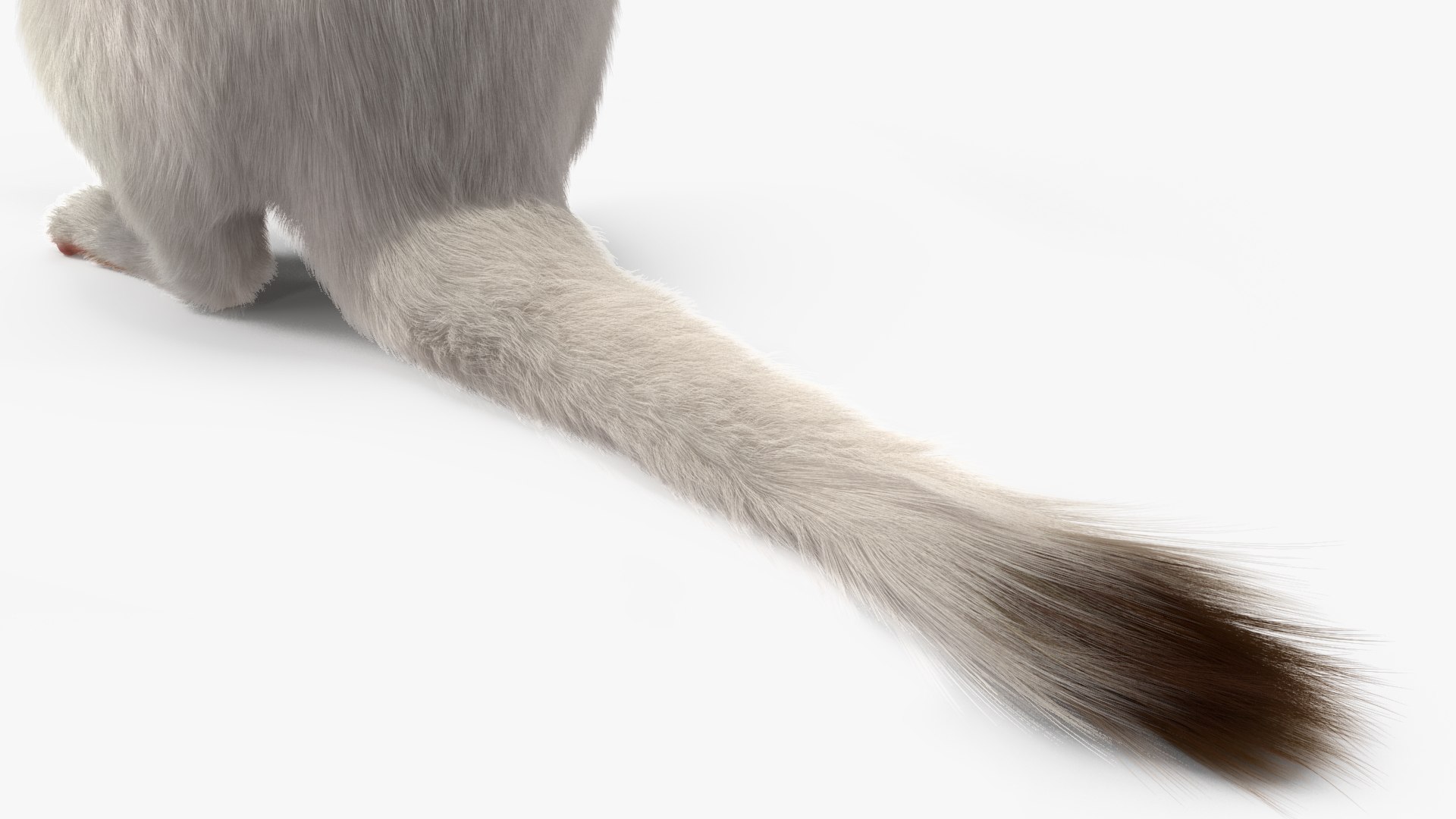 3D Standing White Ermine Fur https://p.turbosquid.com/ts-thumb/CQ/F0bMmc/tf/standingwhiteerminefur3dmodel012/jpg/1711107010/1920x1080/fit_q87/b3a30405e01782d53884897f27b4825d9a32d30c/standingwhiteerminefur3dmodel012.jpg